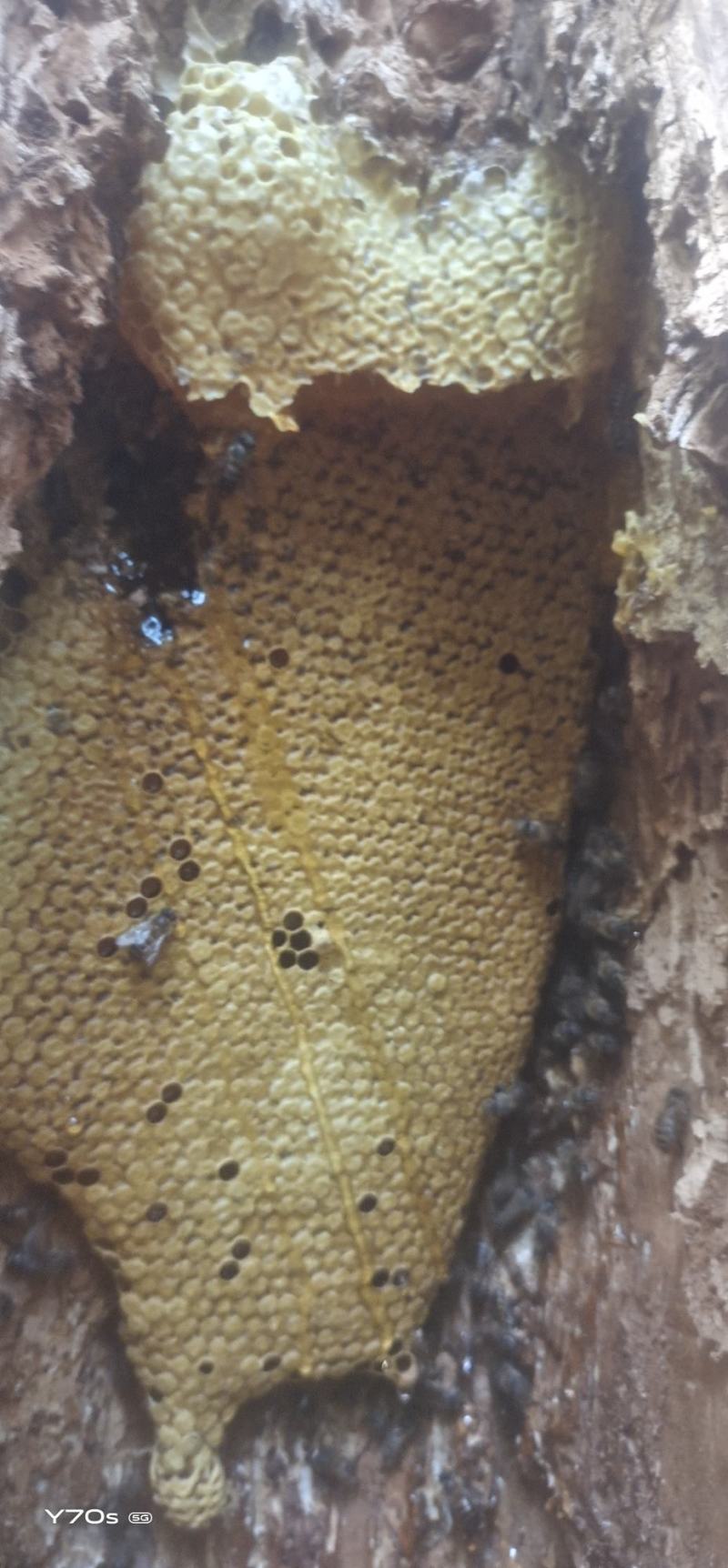 野生蜂蜜