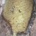 野生蜂蜜