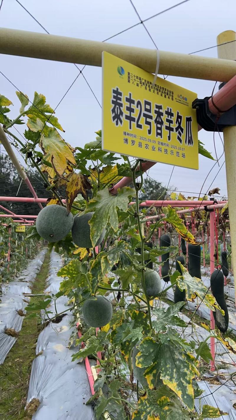 清甜口感粉皮小香芋冬瓜泰丰2号香芋冬瓜种子