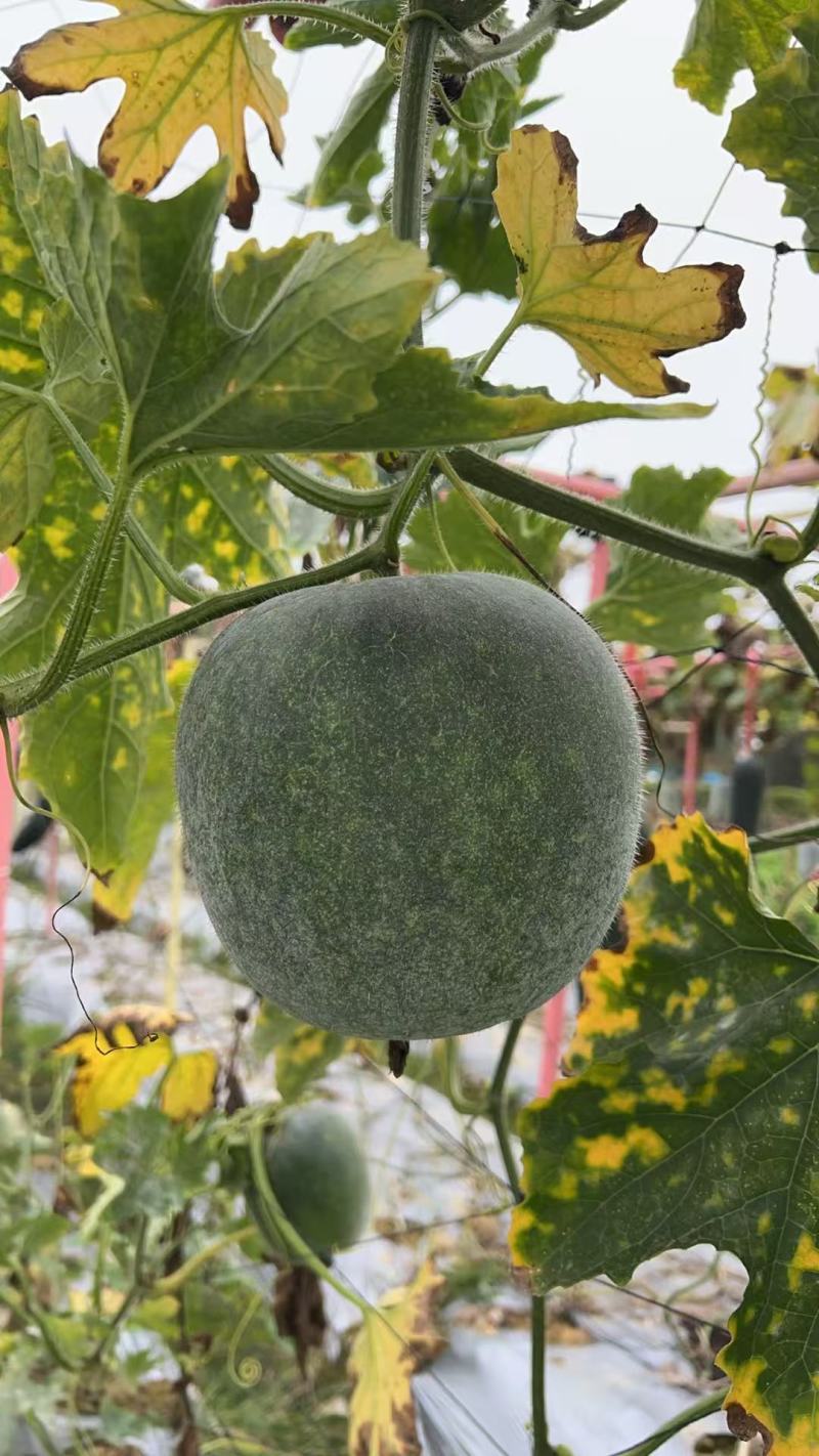 清甜口感粉皮小香芋冬瓜泰丰2号香芋冬瓜种子