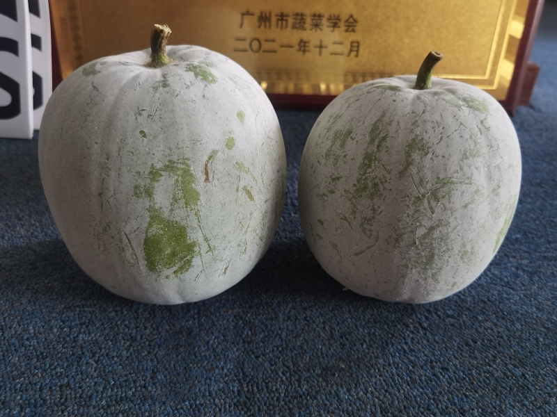 清甜口感粉皮小香芋冬瓜泰丰2号香芋冬瓜种子