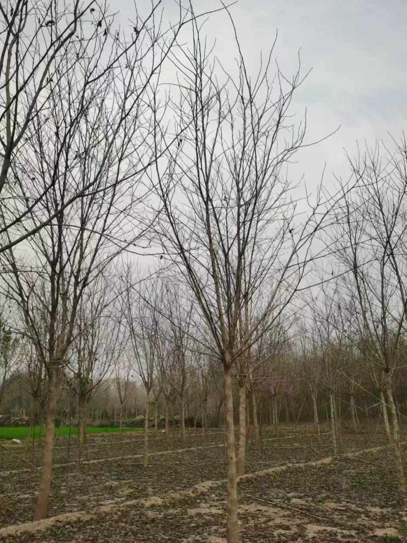 杏仁厚壳桂基地大量供应12~22公分的厚壳桂树长年有货