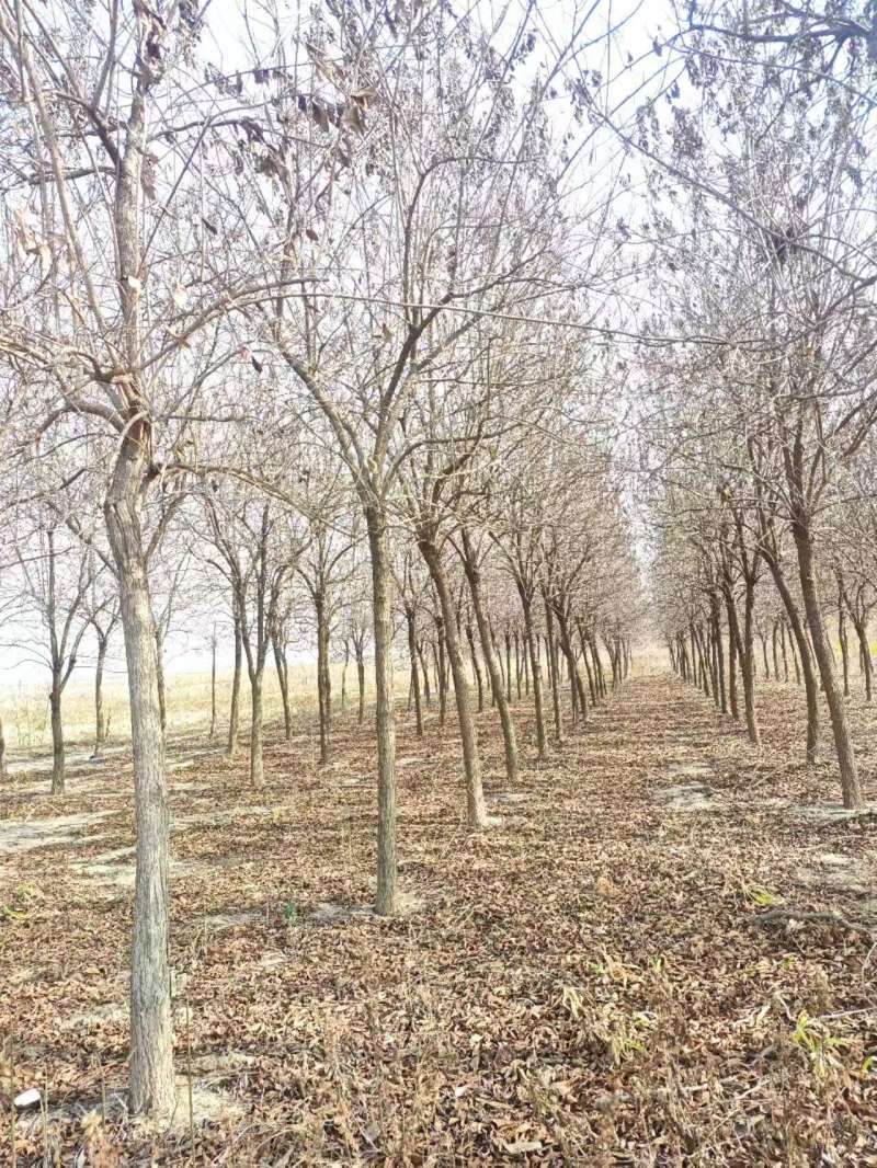 杏仁厚壳桂基地大量供应12~22公分的厚壳桂树长年有货