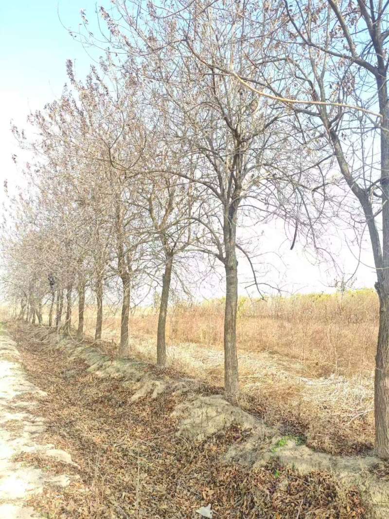 杏仁厚壳桂基地大量供应12~22公分的厚壳桂树长年有货