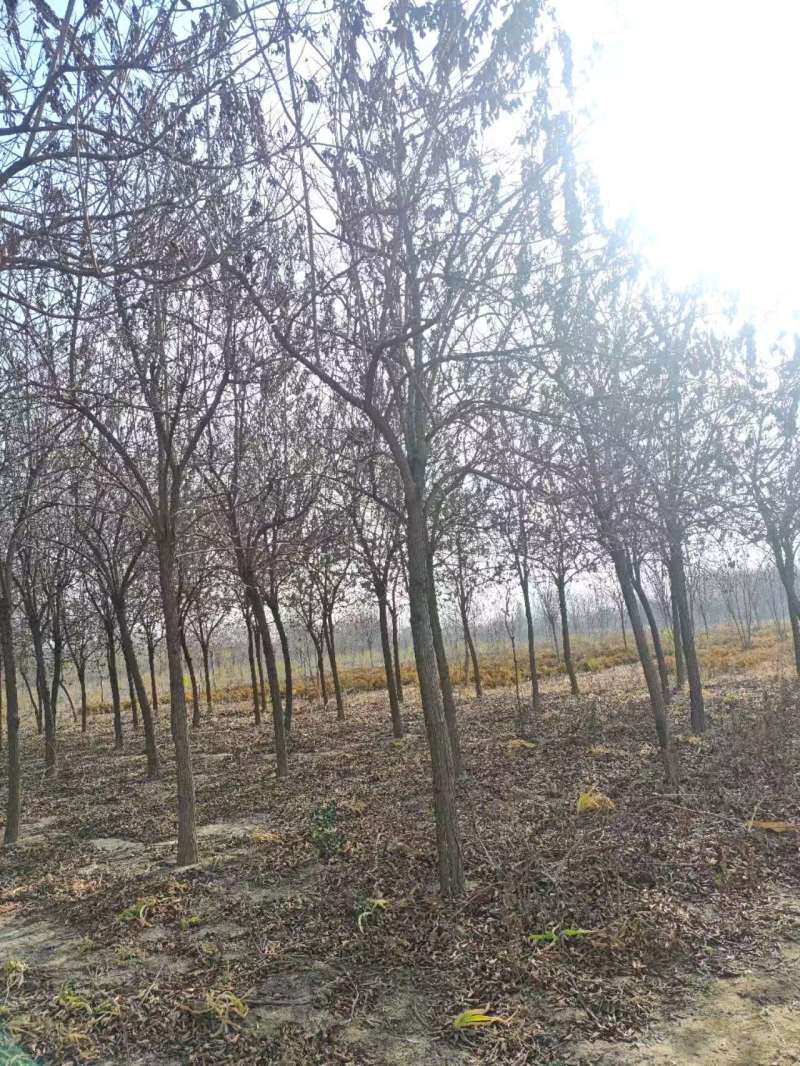 杏仁厚壳桂基地大量供应12~22公分的厚壳桂树长年有货