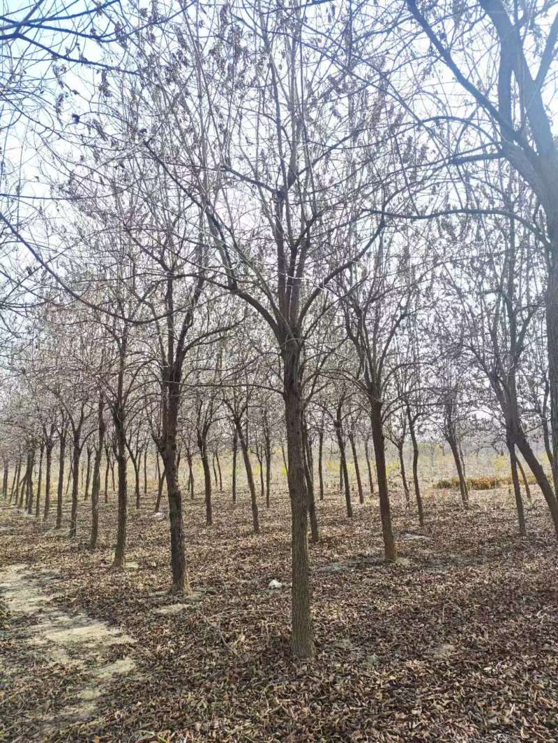 杏仁厚壳桂基地大量供应12~22公分的厚壳桂树长年有货