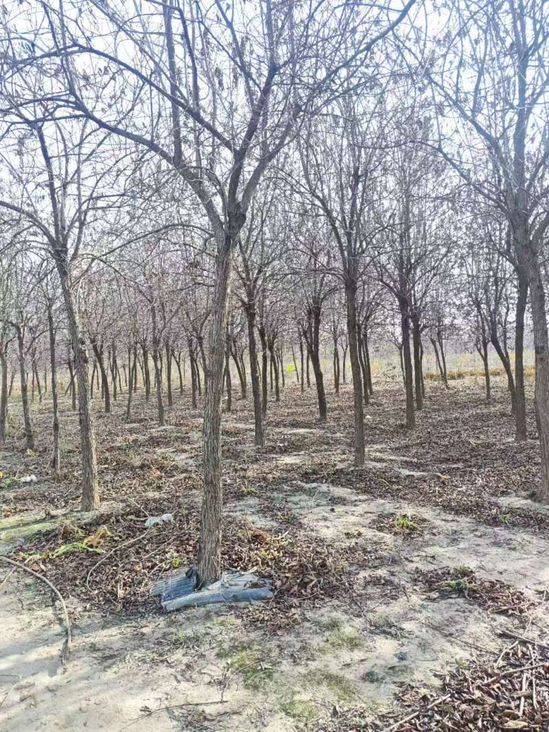 杏仁厚壳桂基地大量供应12~22公分的厚壳桂树长年有货