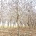 杏仁厚壳桂基地大量供应12~22公分的厚壳桂树长年有货
