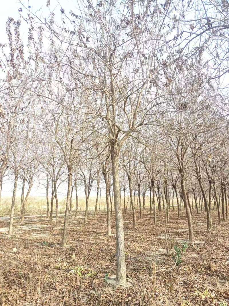 杏仁厚壳桂基地大量供应12~22公分的厚壳桂树长年有货
