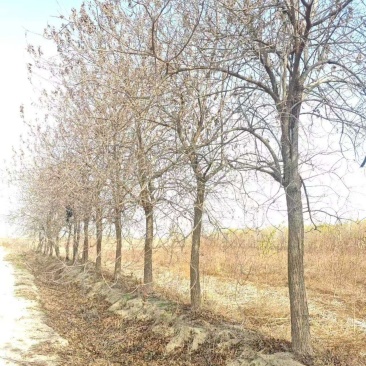 杏仁厚壳桂基地大量供应12~22公分的厚壳桂树长年有货