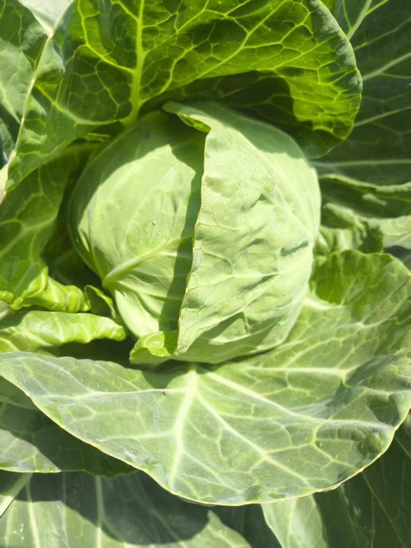 甘蓝
