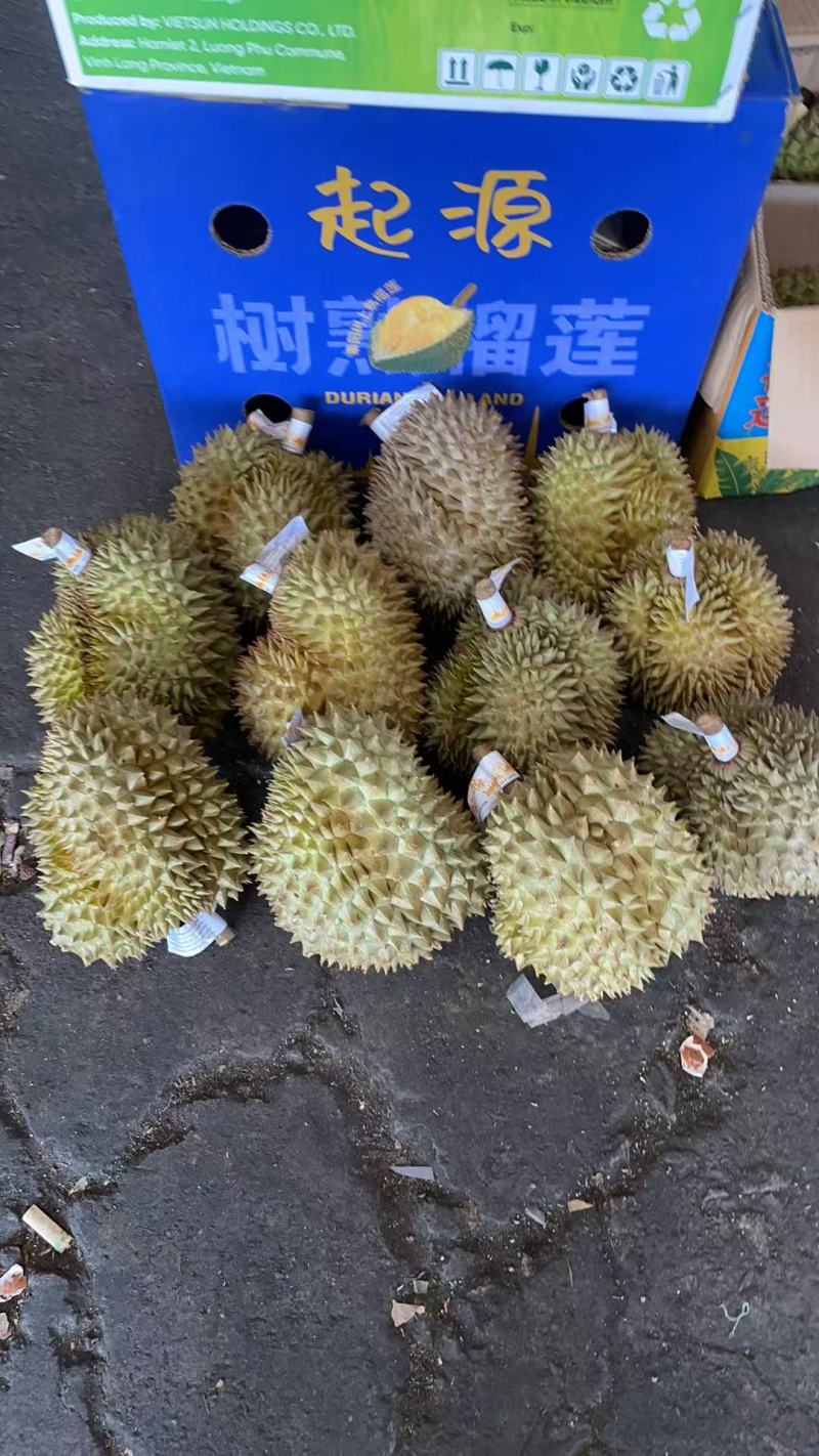 金枕猫山王青尼……品种齐全，欢迎咨询
