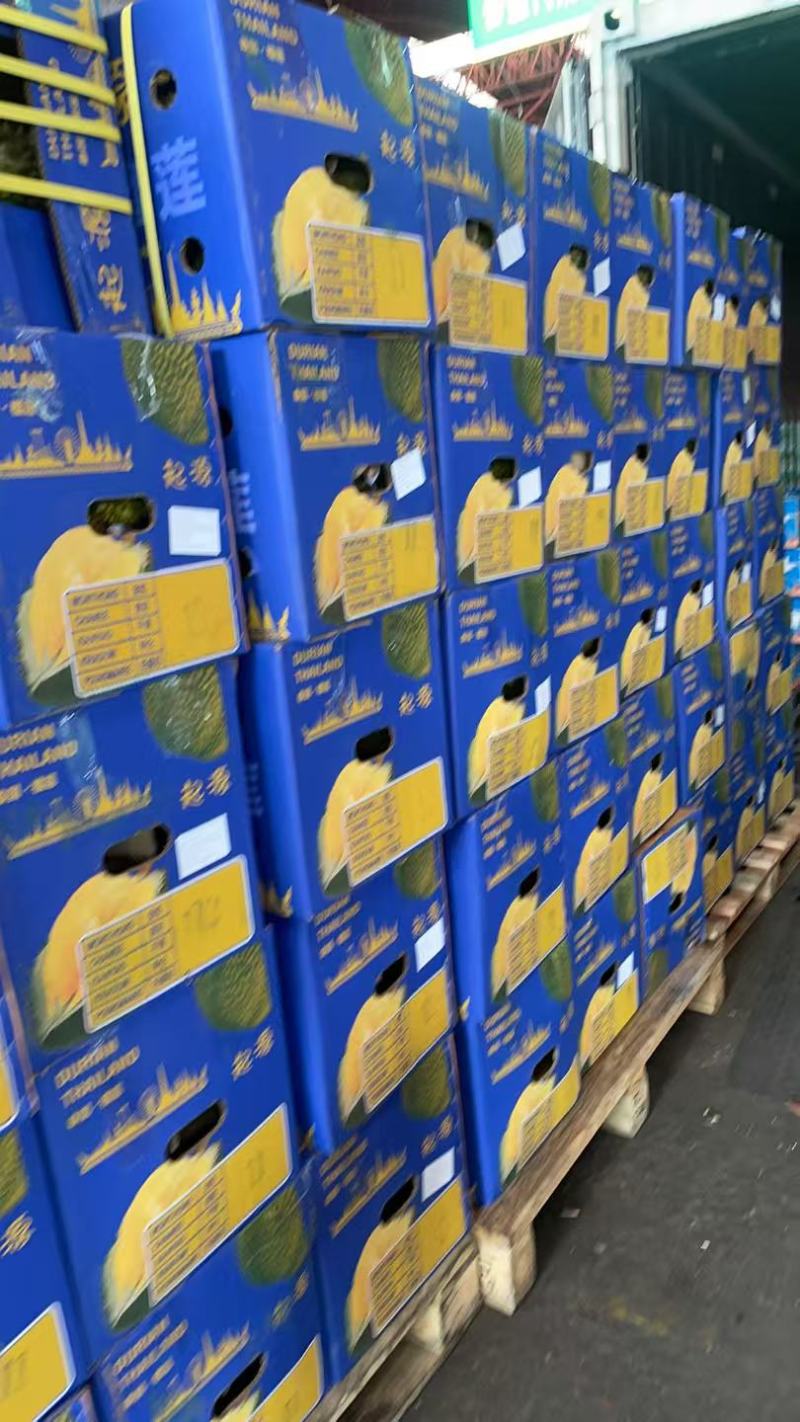 金枕猫山王青尼……品种齐全，欢迎咨询