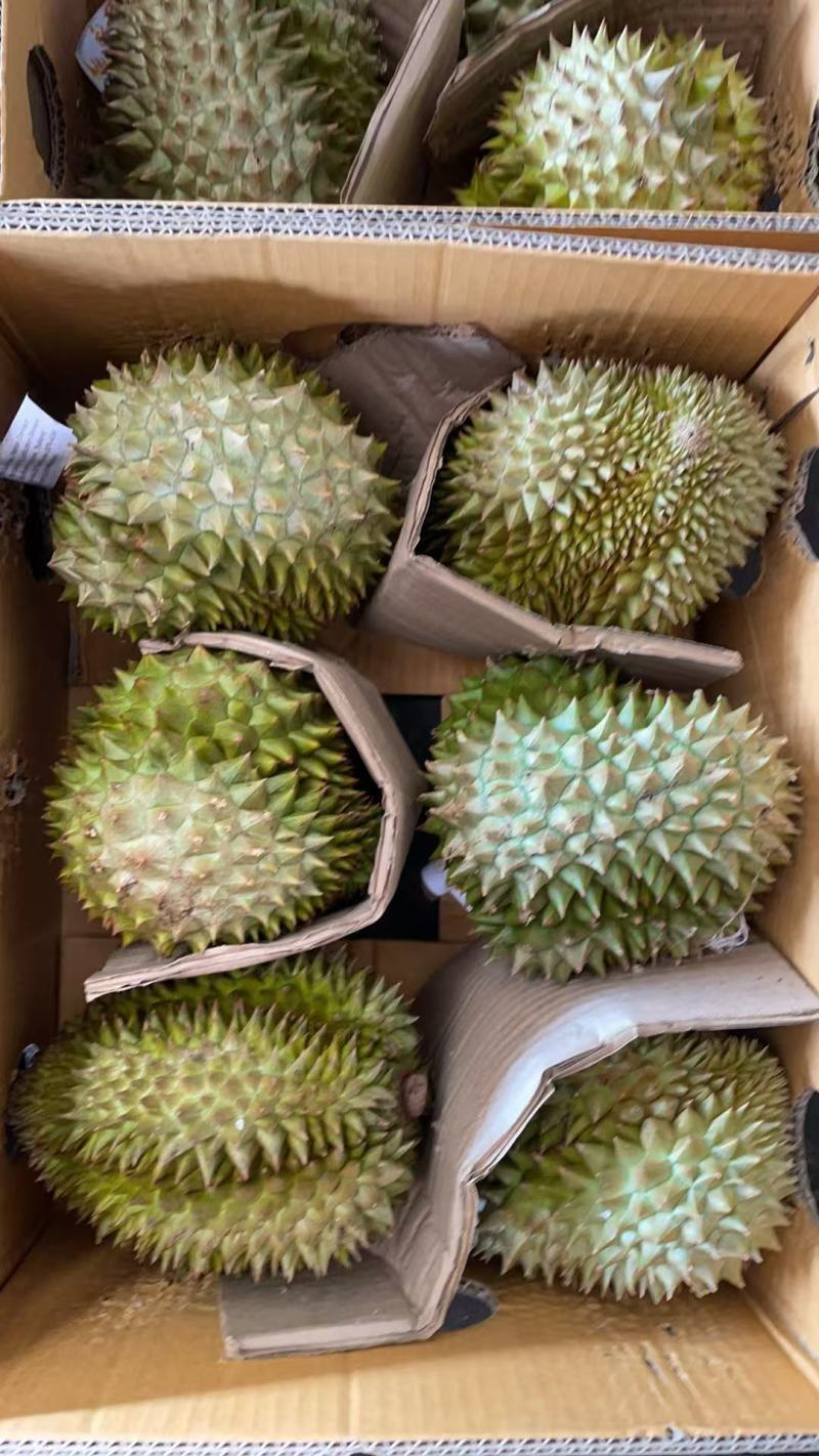 金枕猫山王青尼……品种齐全，欢迎咨询