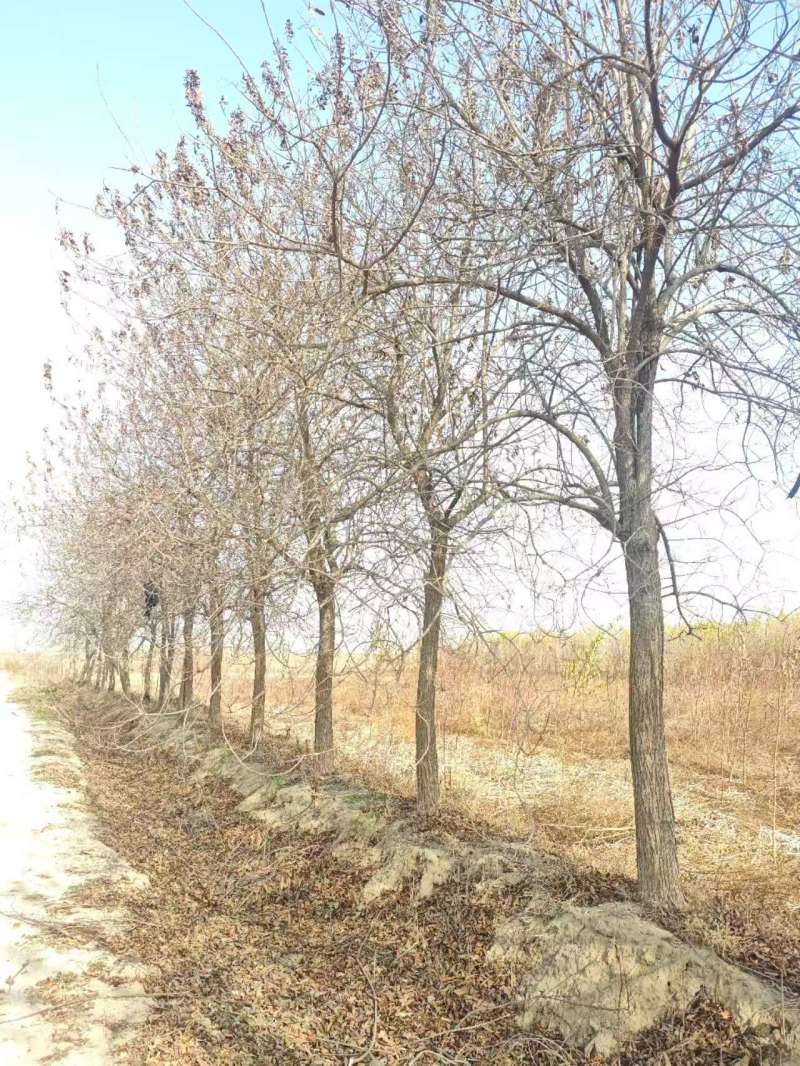 杏仁厚壳桂基地大量供应12~22公分的厚壳桂树长年有货