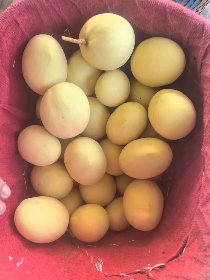 攀枝花黄袋凯特芒一手货源保质保量对接外贸出口