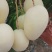 攀枝花黄袋凯特芒一手货源保质保量对接外贸出口