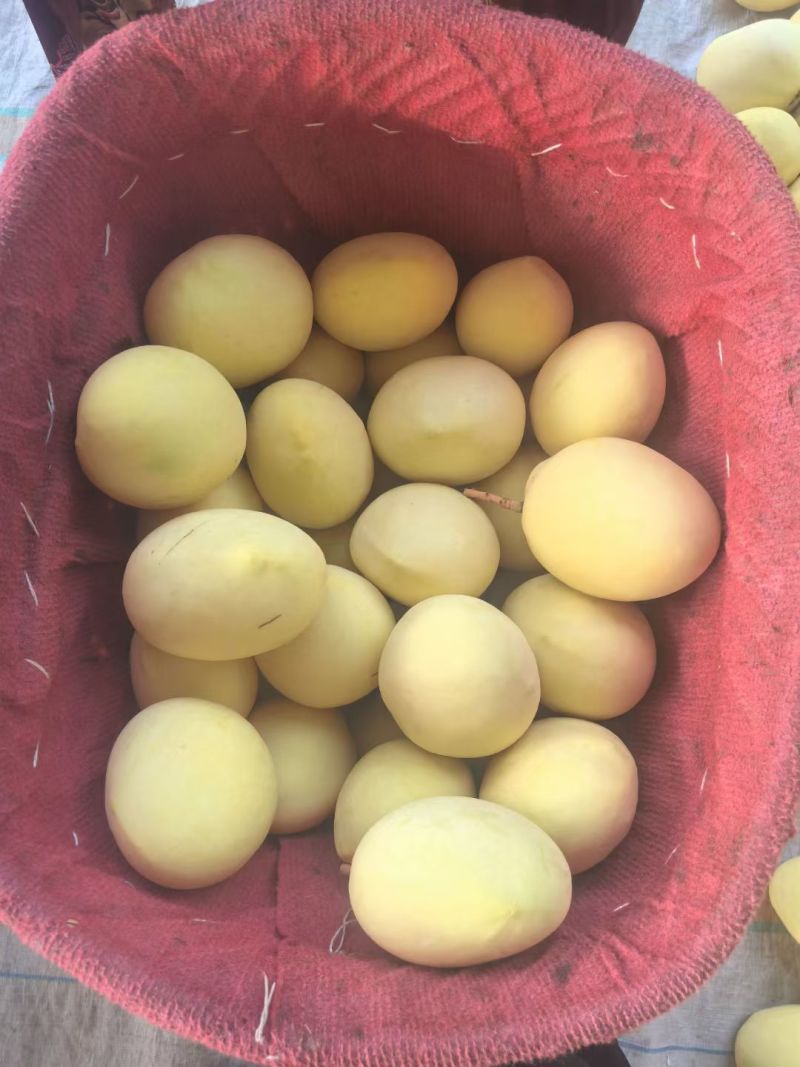 攀枝花黄袋凯特芒一手货源保质保量对接外贸出口