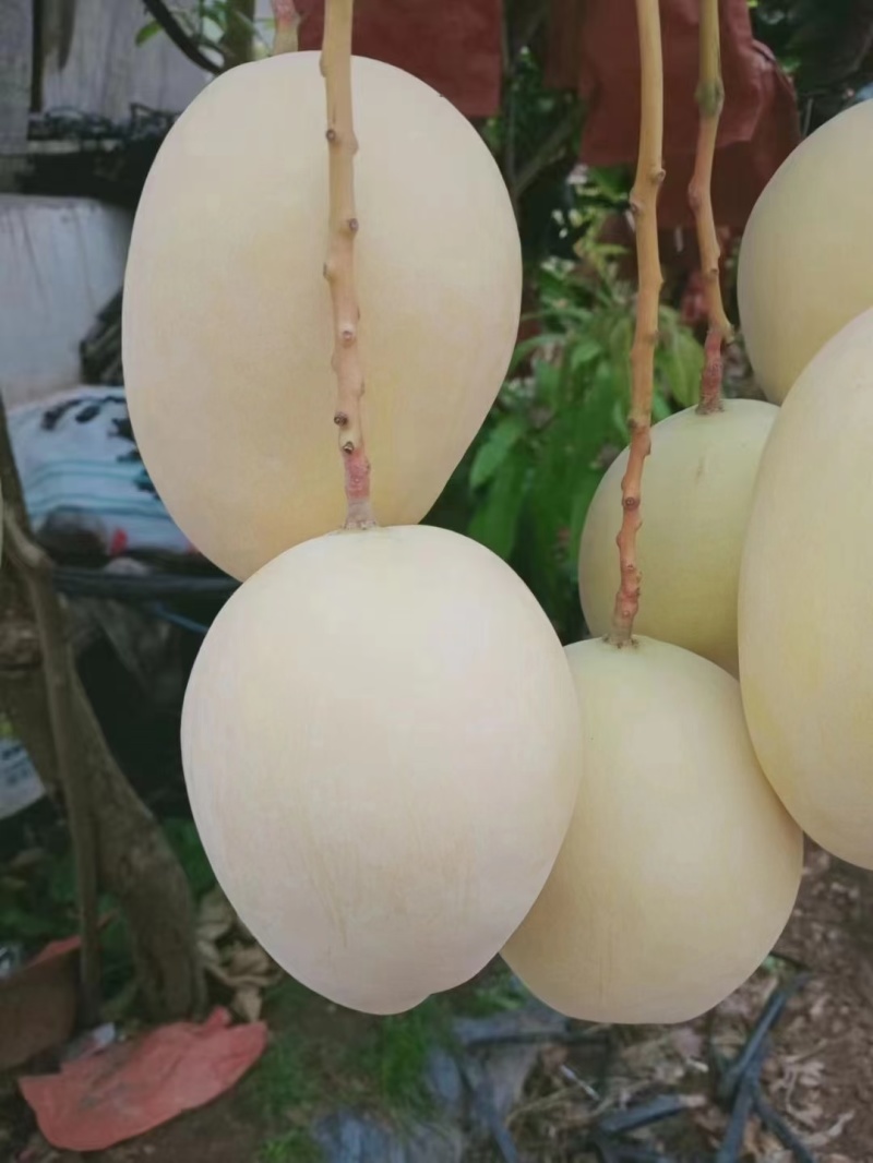 攀枝花黄袋凯特芒一手货源保质保量对接外贸出口