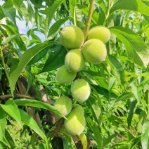 7月底上市，预售黄金冠黄桃