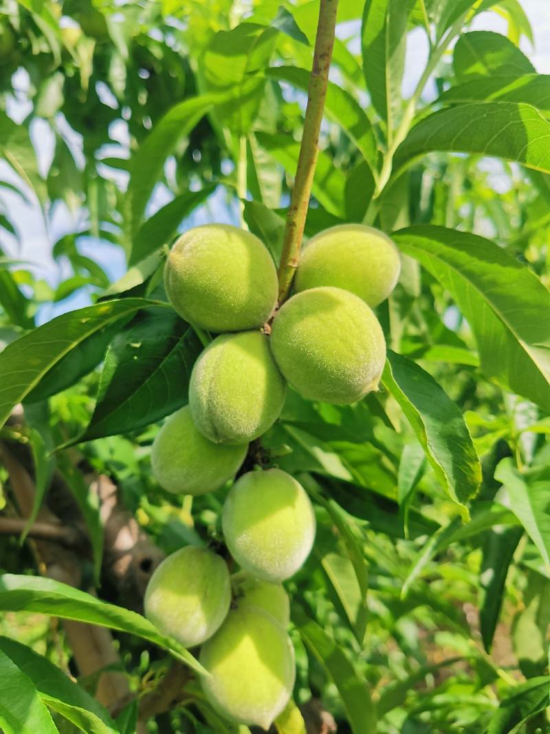 7月底上市，预售黄金冠黄桃