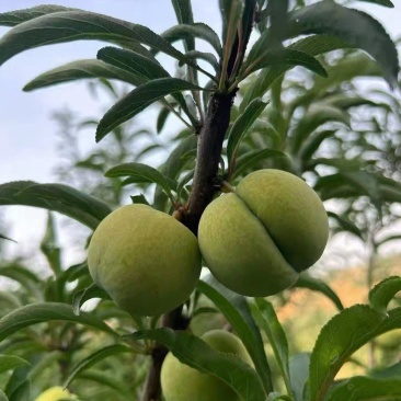 蜂塘李