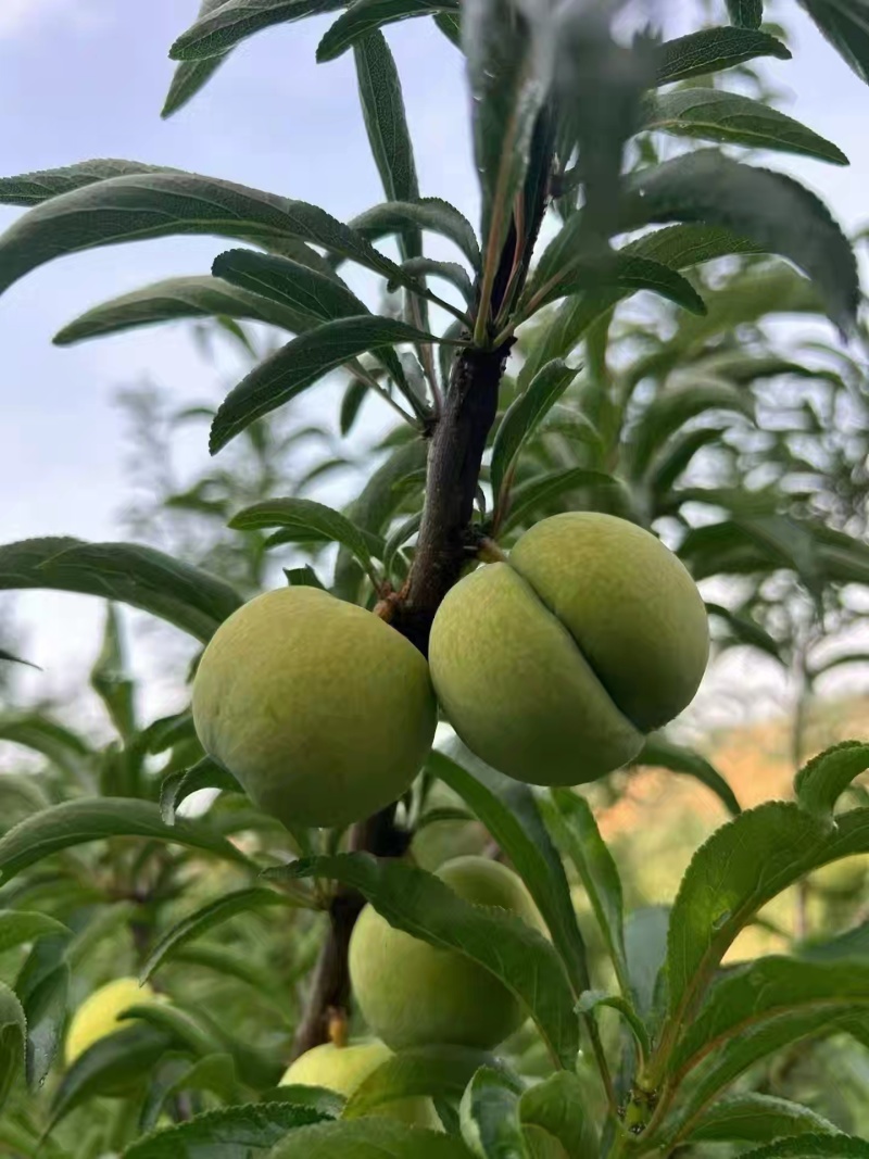 蜂塘李