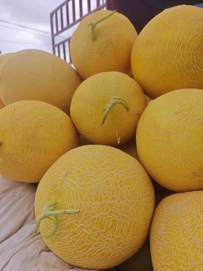 精品哈密瓜大量有货价格合理货源充足
