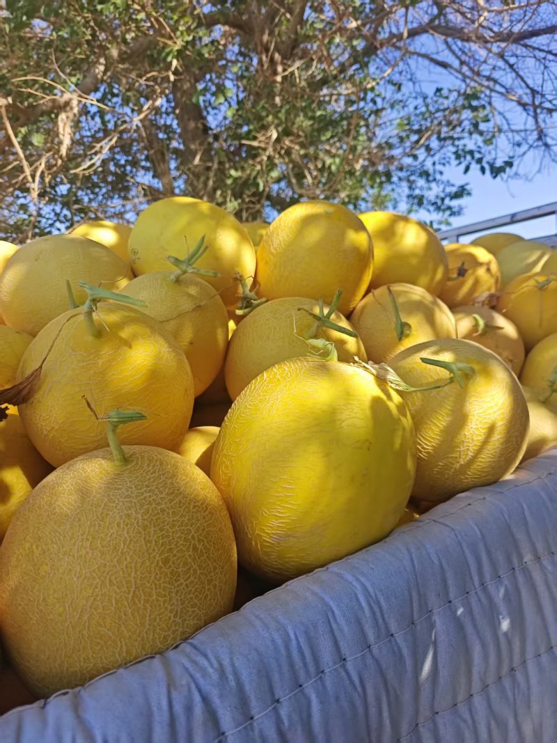 精品哈密瓜大量有货价格合理货源充足