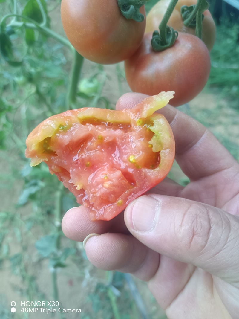 草莓西红柿