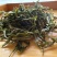 庐山云雾茶150g伴手礼