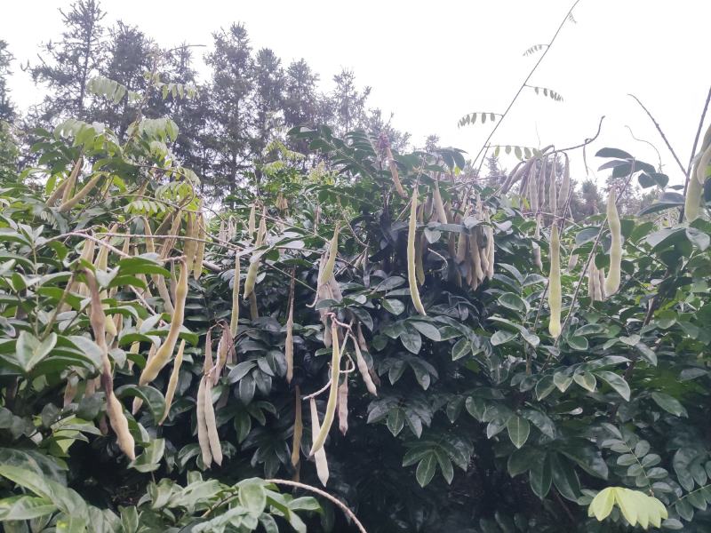 中叶牛大力苗广西灵山基地直供质量保证货源充足欢迎订购