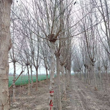 构树基地大量供应构树8~20公分的有现货欢迎打电话咨询