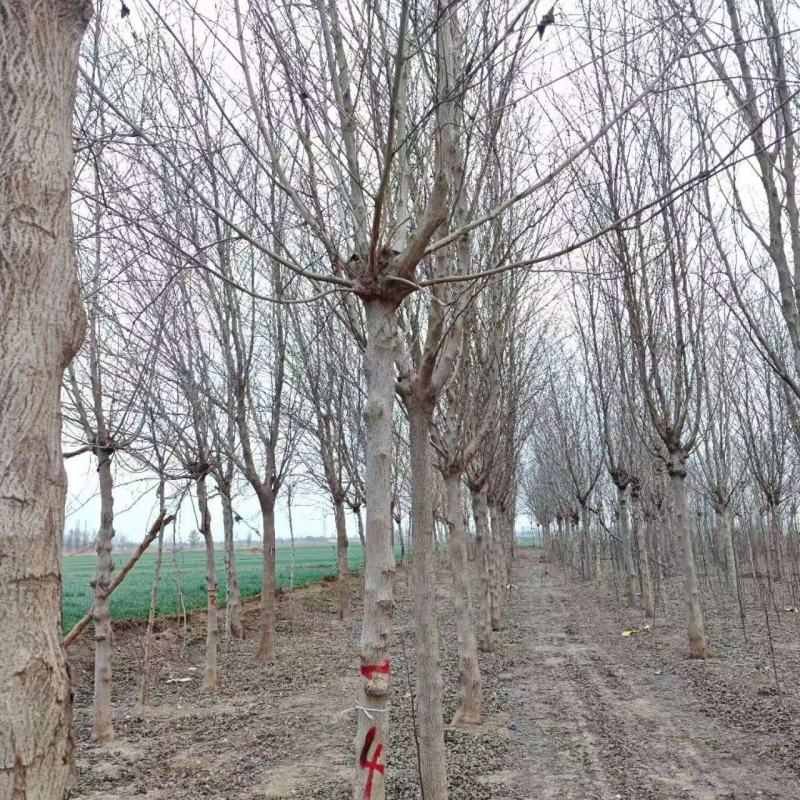 构树基地大量供应构树8~20公分的有现货欢迎打电话咨询