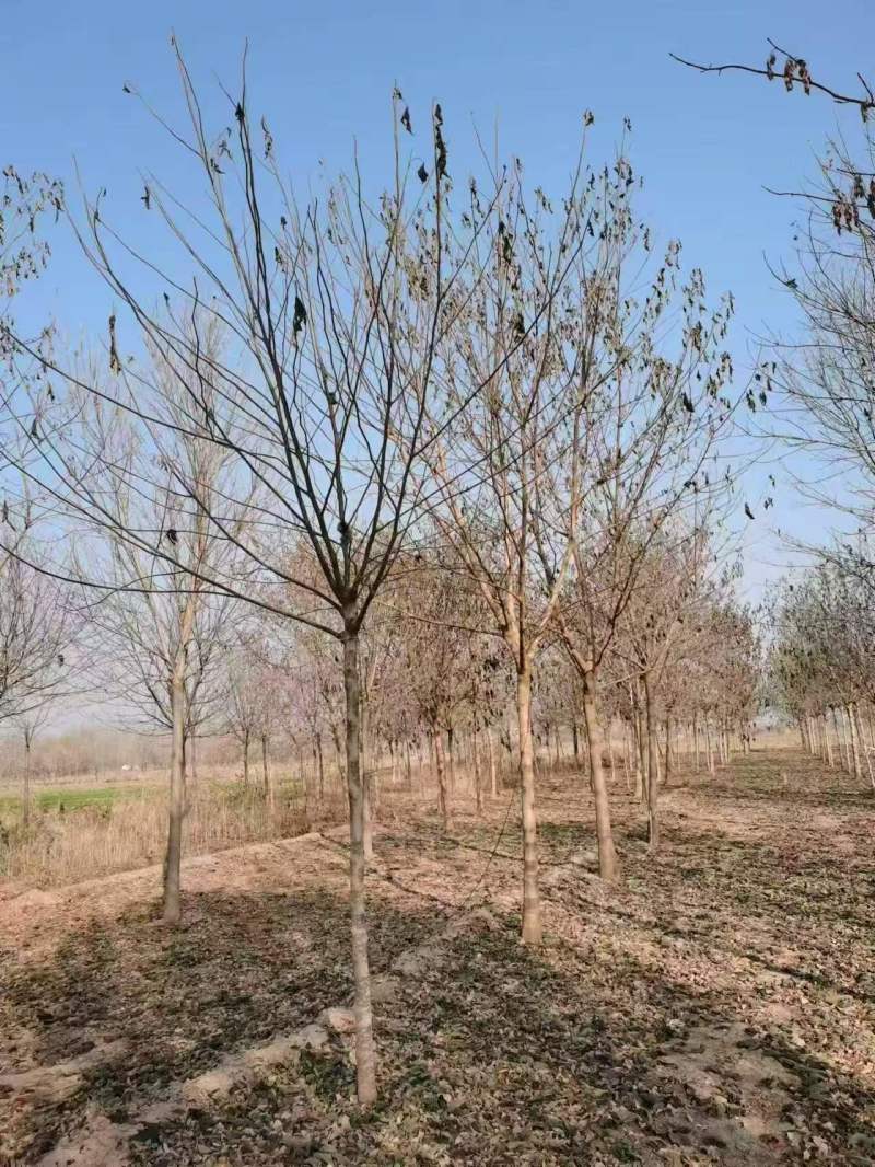 构树基地大量供应构树8~20公分的有现货欢迎打电话咨询