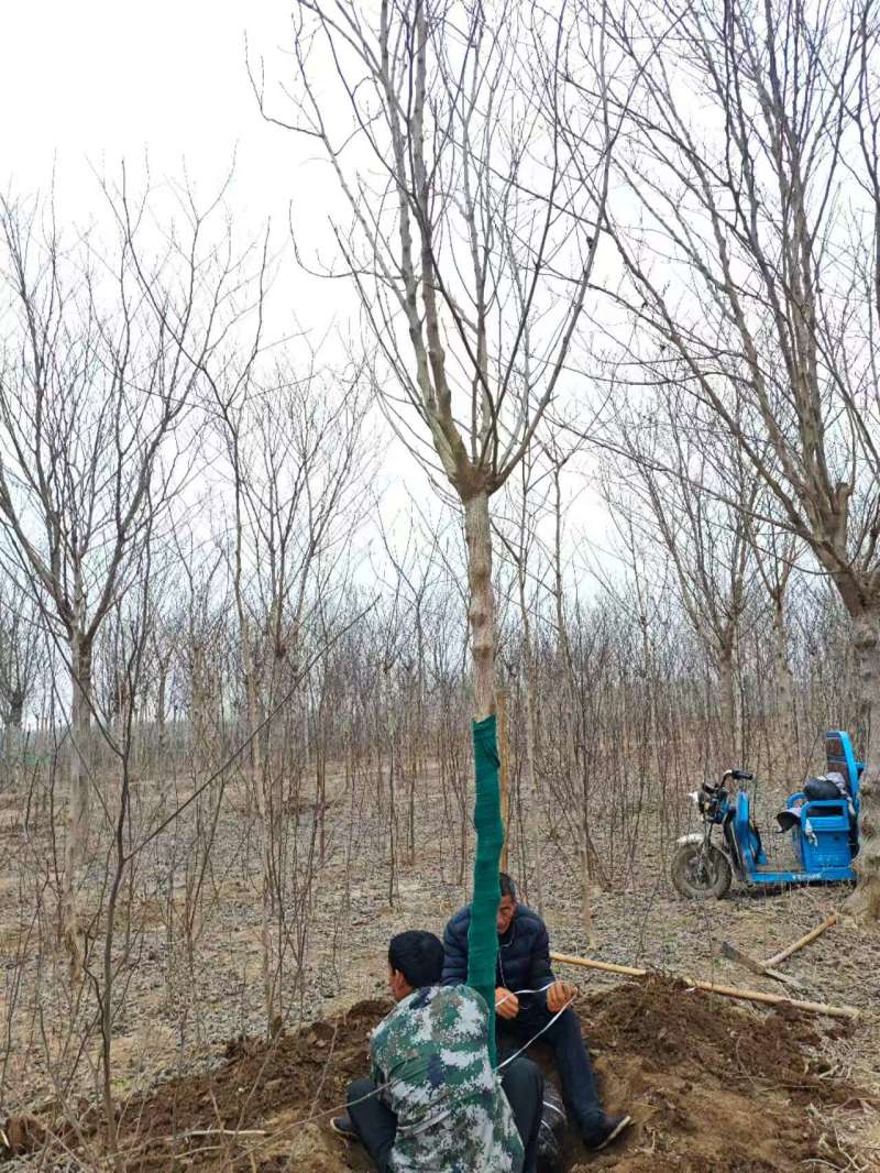 构树基地大量供应构树8~20公分的有现货欢迎打电话咨询