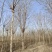 构树基地大量供应构树8~20公分的有现货欢迎打电话咨询
