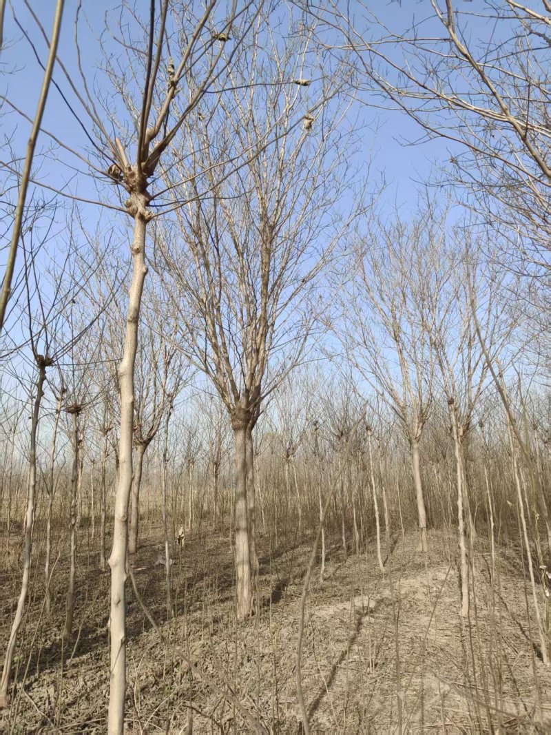构树基地大量供应构树8~20公分的有现货欢迎打电话咨询