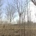 构树基地大量供应构树8~20公分的有现货欢迎打电话咨询