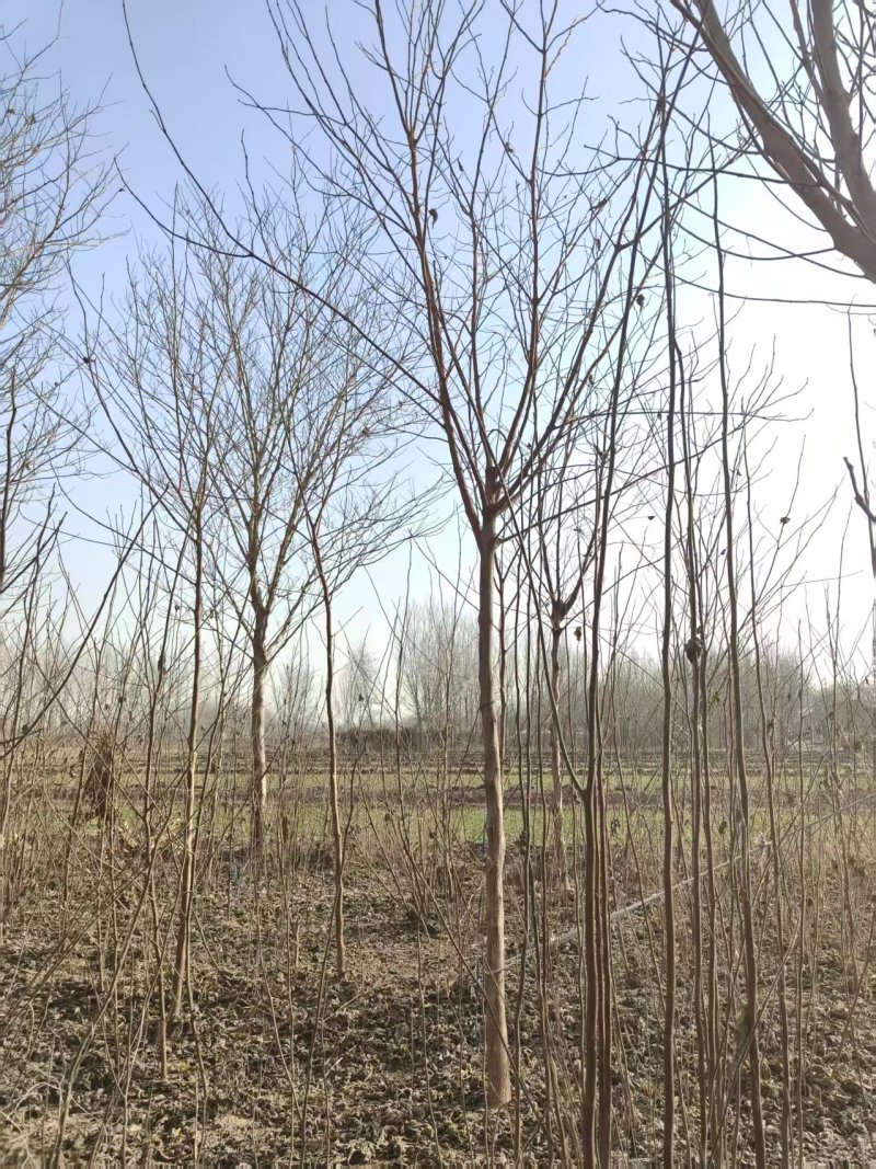 构树基地大量供应构树8~20公分的有现货欢迎打电话咨询