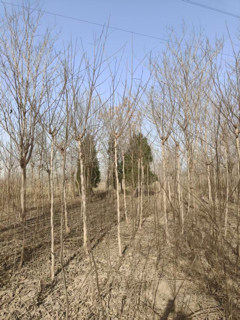 构树基地大量供应构树8~20公分的有现货欢迎打电话咨询
