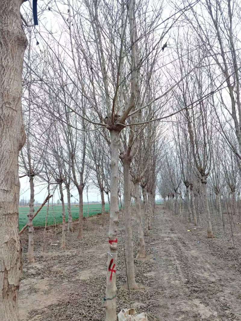 构树基地大量供应构树8~20公分的有现货欢迎打电话咨询
