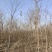构树基地大量供应构树8~20公分的有现货欢迎打电话咨询