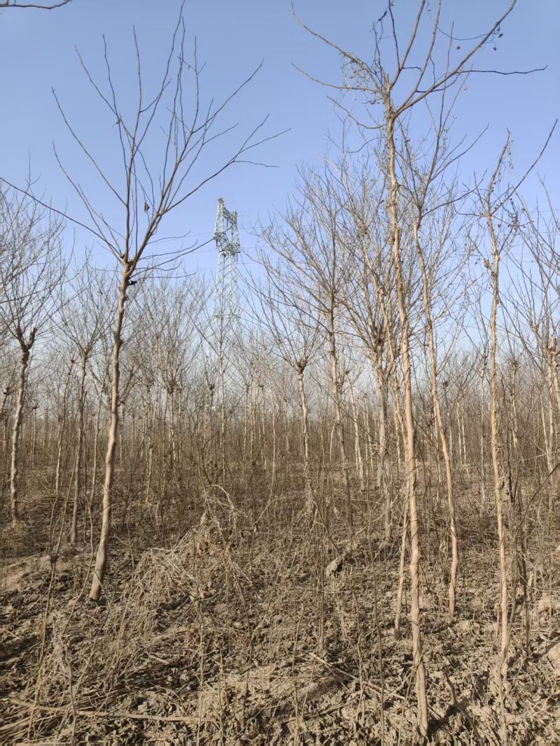 构树基地大量供应构树8~20公分的有现货欢迎打电话咨询
