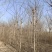构树基地大量供应构树8~20公分的有现货欢迎打电话咨询