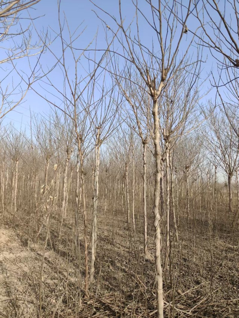 构树基地大量供应构树8~20公分的有现货欢迎打电话咨询