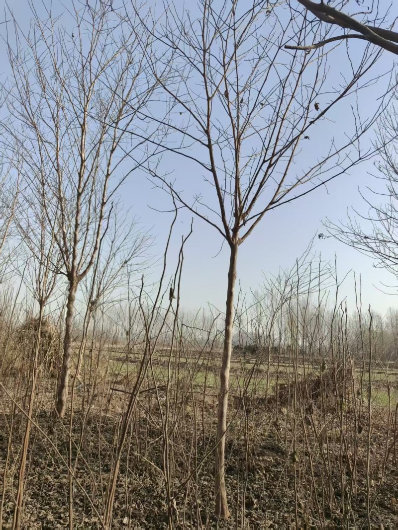 构树基地大量供应构树8~20公分的有现货欢迎打电话咨询