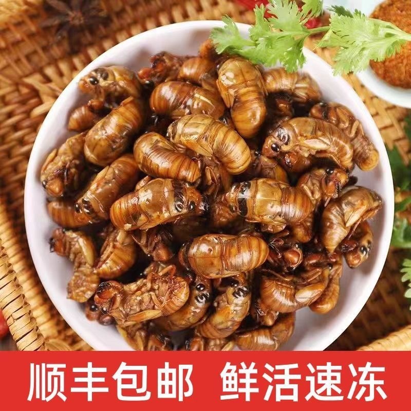 杜仲松蝉中号大号小号金蝉爬叉知了猴电商代发批发