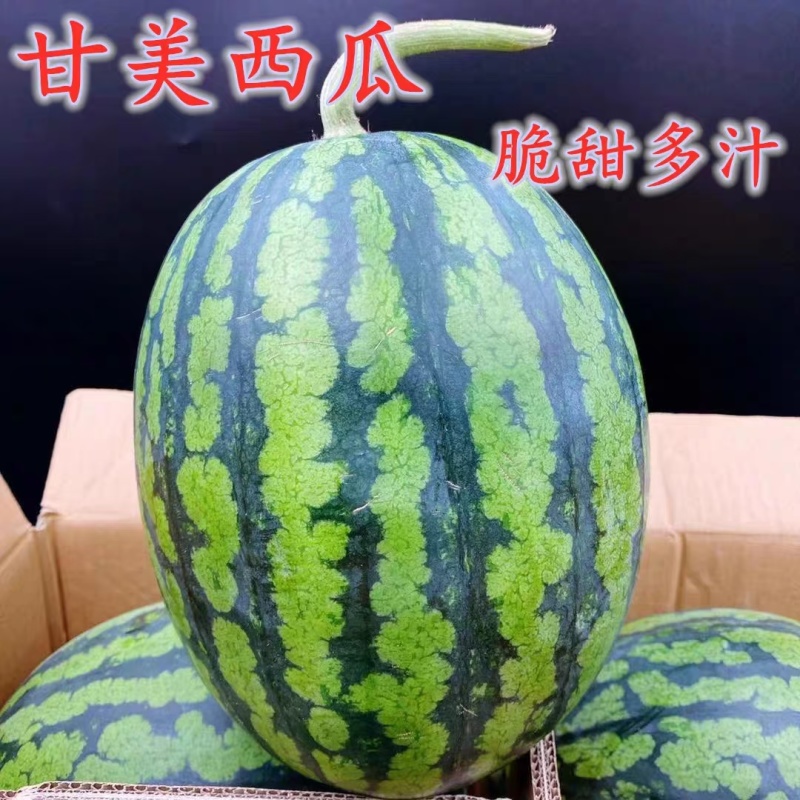 精品佳秀6西瓜甘美4K，甜瓜美浓麒麟。大量上市！