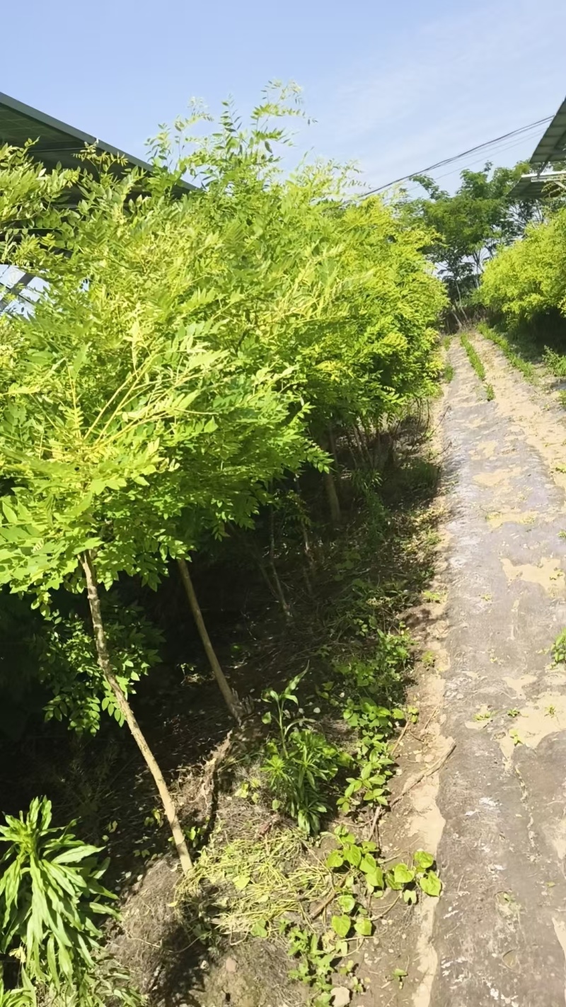 金枝槐基地大量供应矮接金槐3~8公分的大量有货欢迎咨询